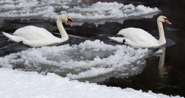 Animal shots of the week